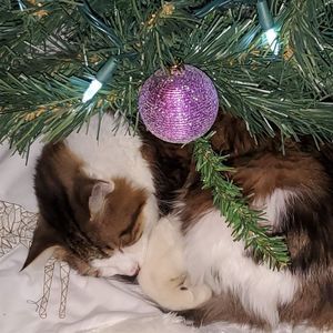 Meet your Posher, Carla